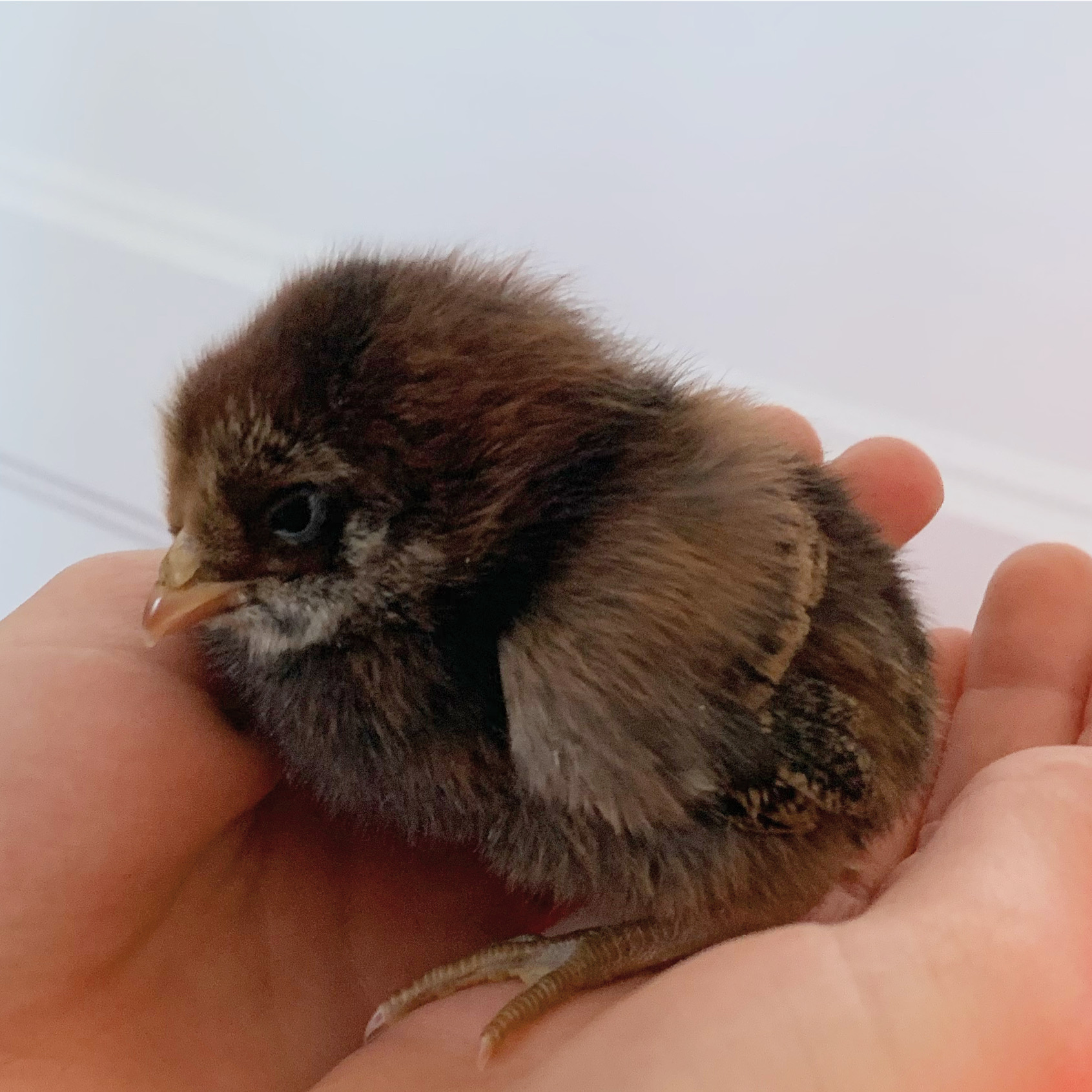 New Chicks 🐓 New Chicks 🐓