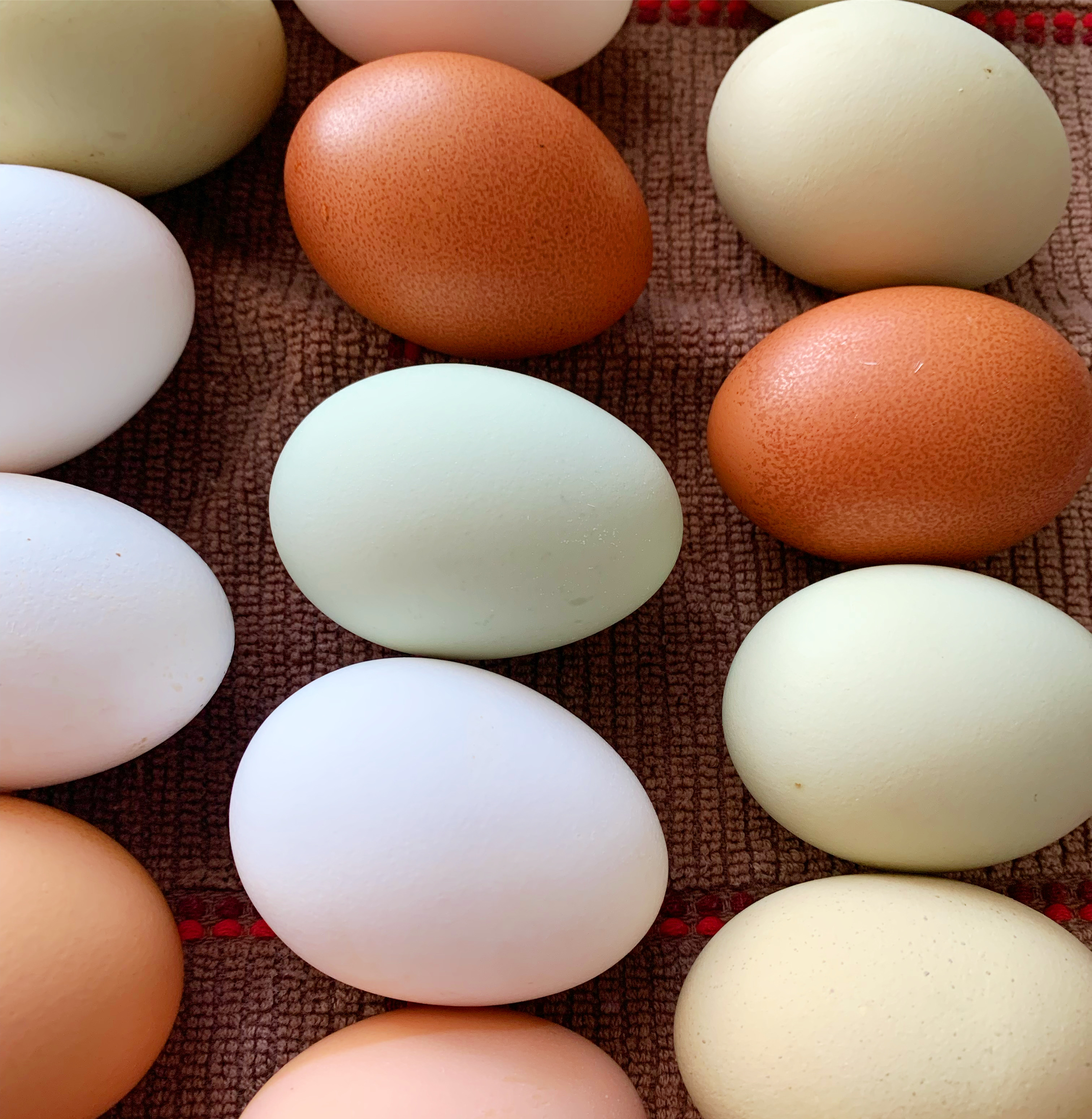 Eggs 🪺