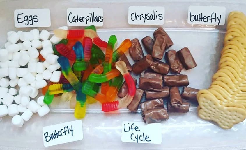 The Life Cycle of a Caterpillar to a Butterfly in Snacks The Life Cycle of a Caterpillar to a Butterfly in Snacks