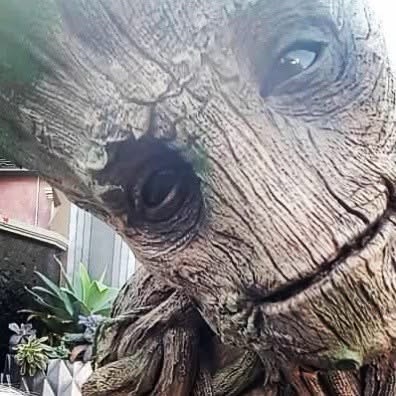 Groot~ Character Meet and Greet Groot~ Character Meet and Greet