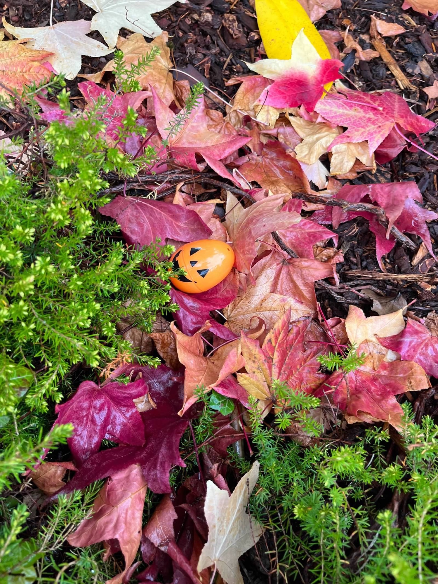 Pumpkin Sight Word Hide & Seek Pumpkin Sight Word Hide & Seek