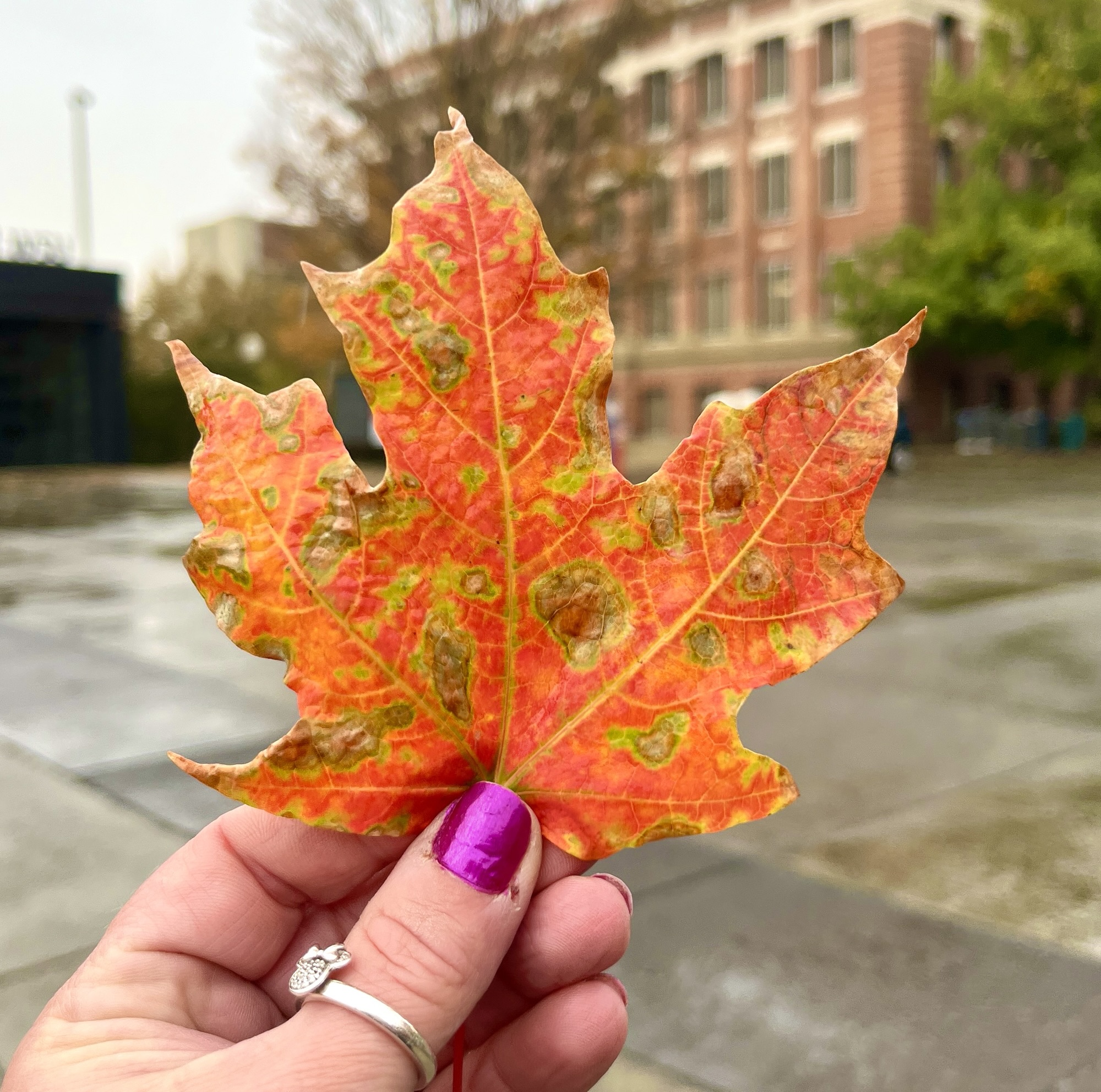 Falling Leaves Falling Leaves